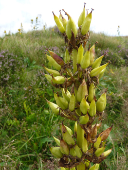 Fruits en forme de capsules dressées et regroupées en verticilles. Agrandir dans une nouvelle fenêtre ou onglet)